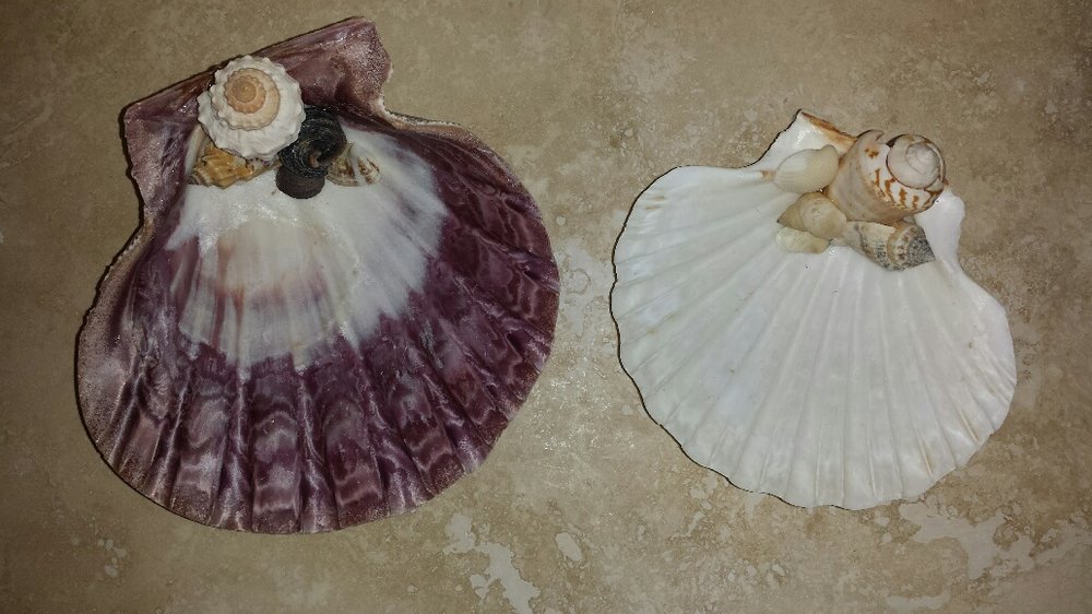 class-shell dish.jpg